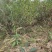 山桃苗山西运城山桃苗桃树实生苗大量批发自产自销量大价优