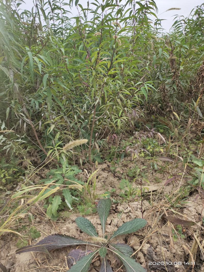 山桃苗山西运城山桃苗桃树实生苗大量批发自产自销量大价优