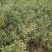 山桃苗山西运城山桃苗桃树实生苗大量批发自产自销量大价优