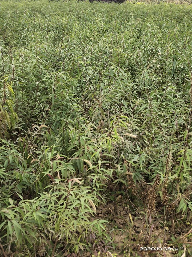 山桃苗山西运城山桃苗桃树实生苗大量批发自产自销量大价优