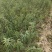 山桃苗山西运城山桃苗桃树实生苗大量批发自产自销量大价优