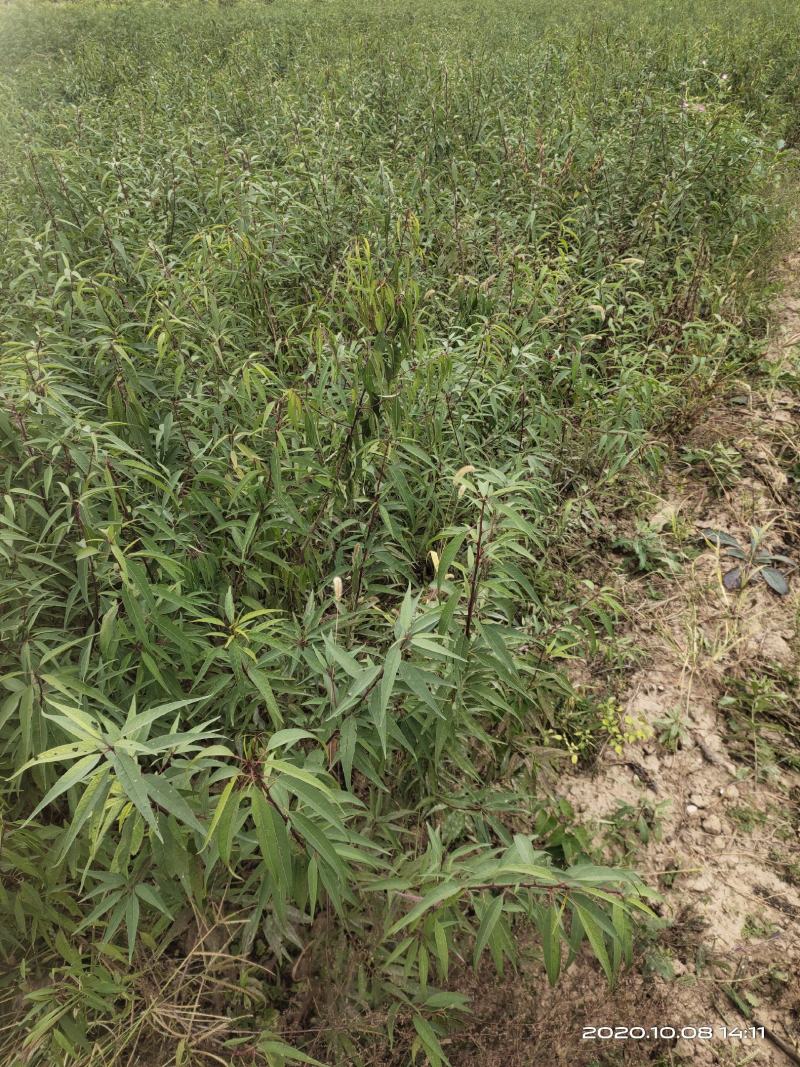 山桃苗山西运城山桃苗桃树实生苗大量批发自产自销量大价优