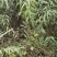 山桃苗山西运城山桃苗桃树实生苗大量批发自产自销量大价优