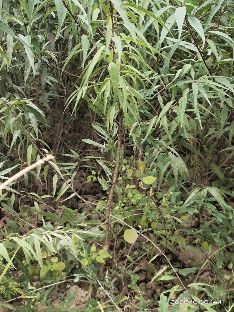 山桃苗山西运城山桃苗桃树实生苗大量批发自产自销量大价优