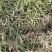 山桃苗山西运城山桃苗桃树实生苗大量批发自产自销量大价优