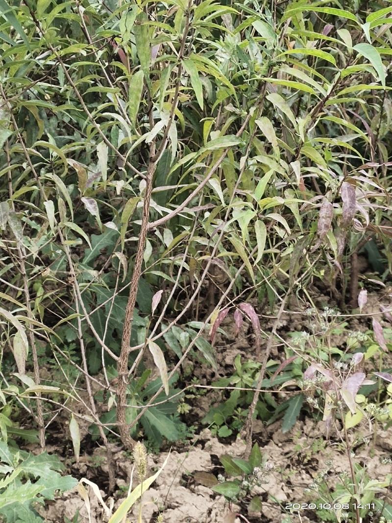 山桃苗山西运城山桃苗桃树实生苗大量批发自产自销量大价优