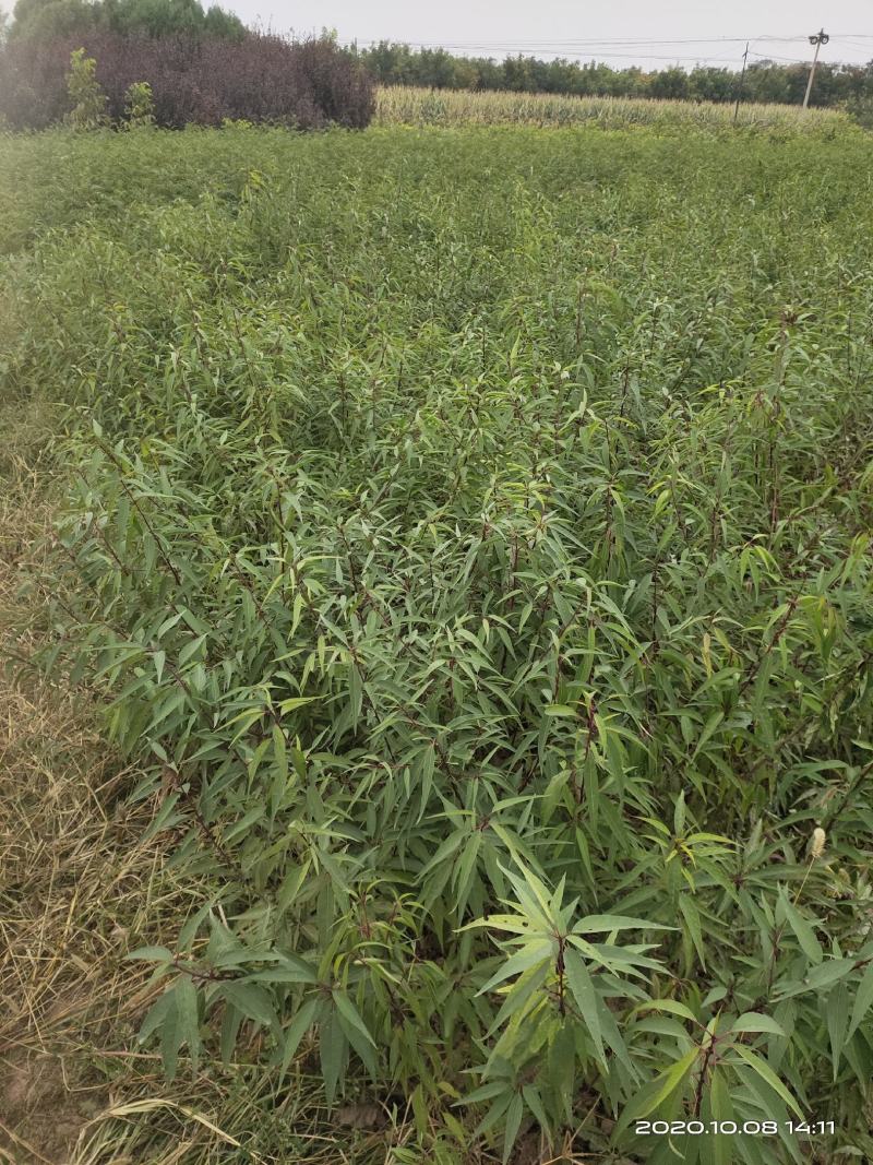 山桃苗山西运城山桃苗桃树实生苗大量批发自产自销量大价优