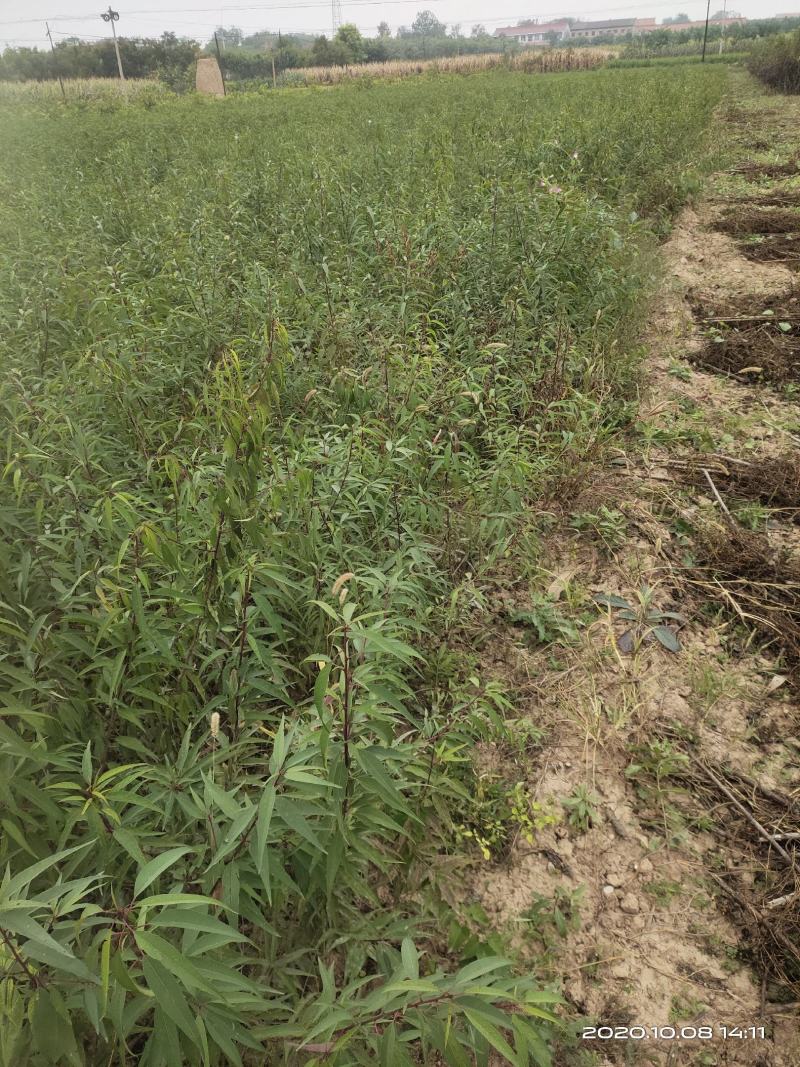 山桃苗山西运城山桃苗桃树实生苗大量批发自产自销量大价优