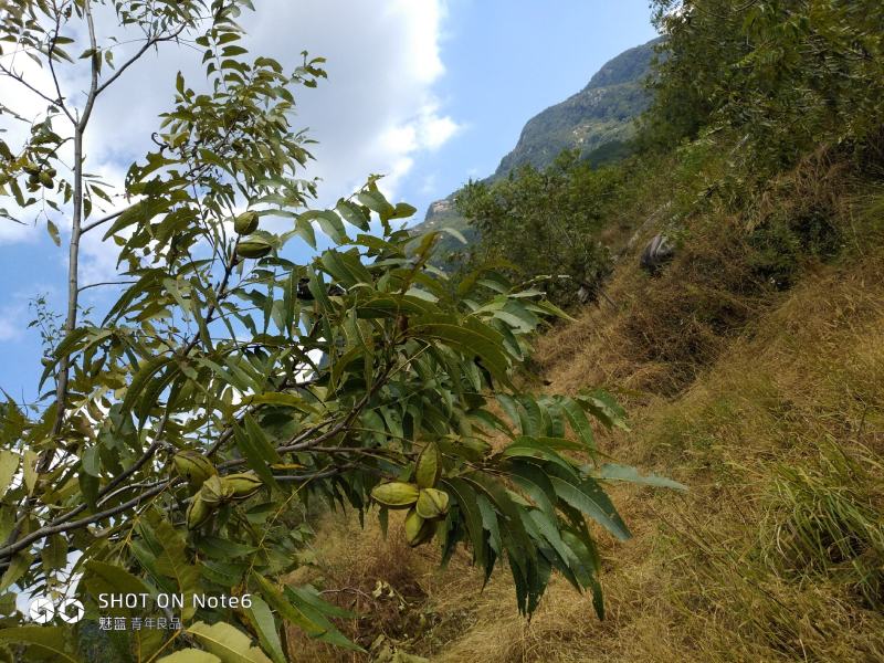 美国山核桃（又名碧根果）