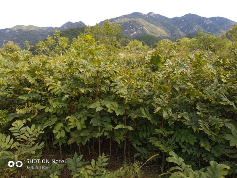 美国山核桃（又名碧根果）