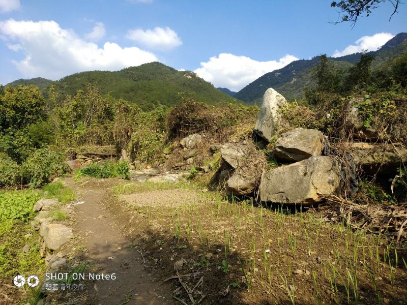 美国山核桃（又名碧根果）