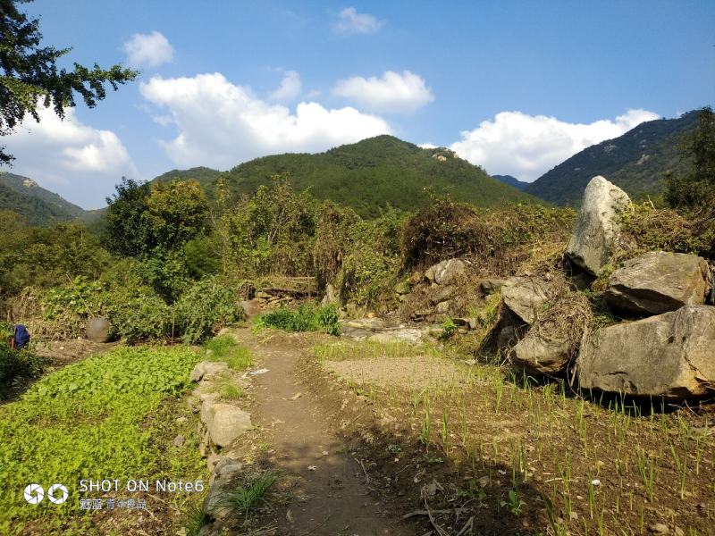 美国山核桃（又名碧根果）