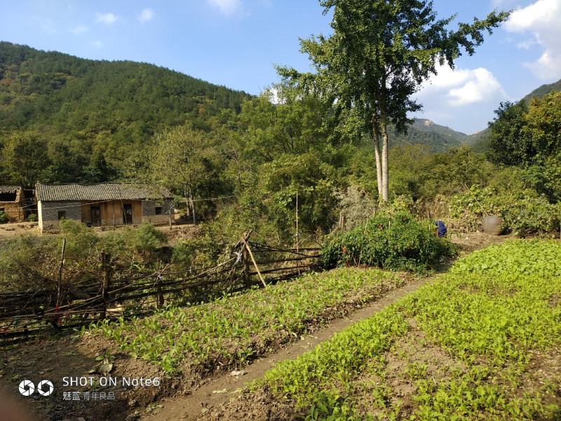 美国山核桃（又名碧根果）