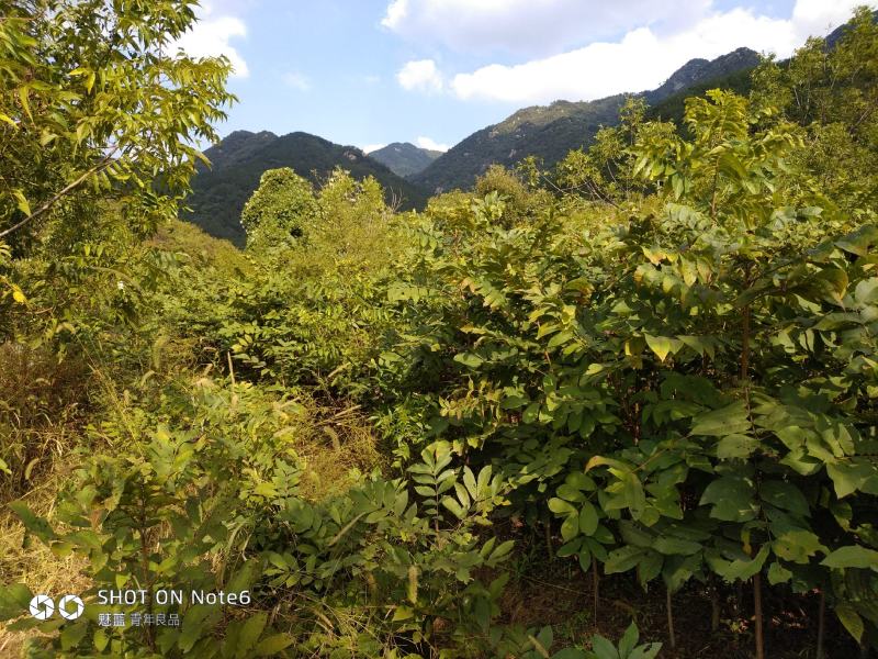 美国山核桃（又名碧根果）