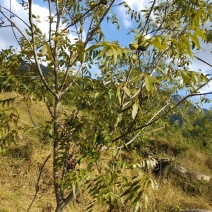 美国山核桃（又名碧根果）