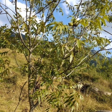 美国山核桃（又名碧根果）