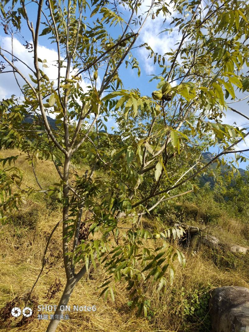 美国山核桃（又名碧根果）