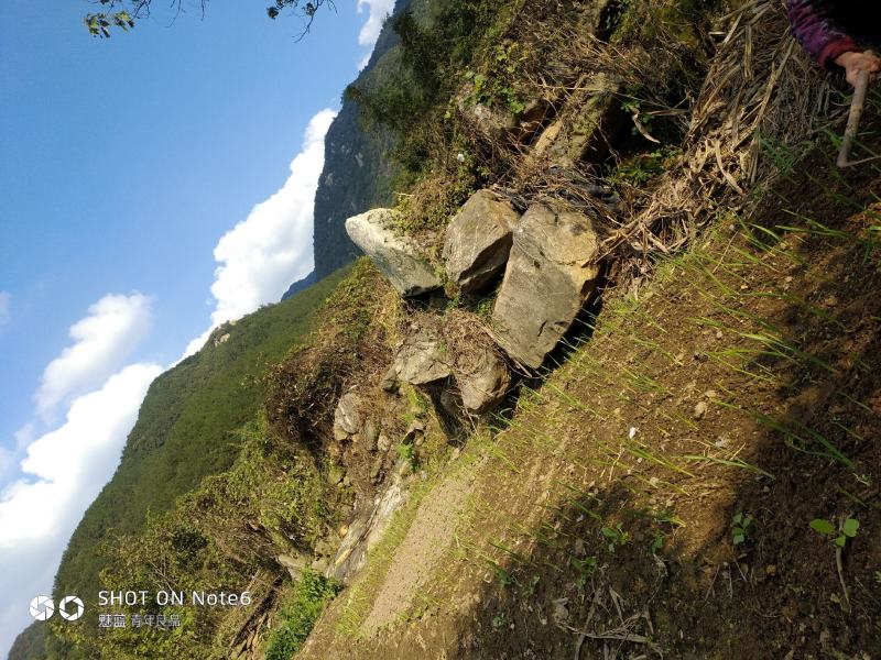 美国山核桃（又名碧根果）