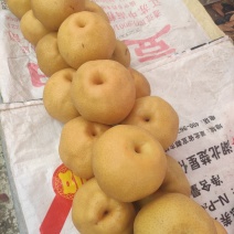 晚秋黄梨，黄河滩种植基地。