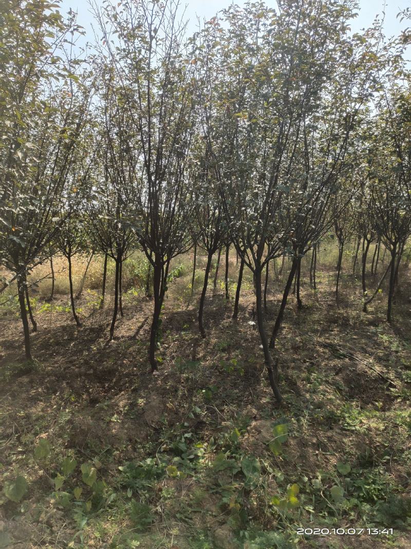 红叶李山西运城3公分4公分5公分量大自产自销