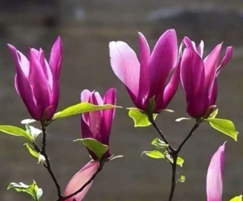 红玉兰，紫玉兰，黄玉兰，白玉兰适合庭院种植