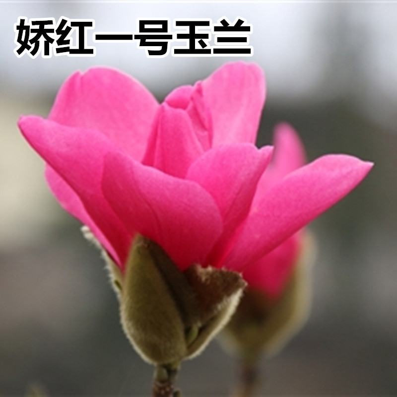红玉兰，紫玉兰，黄玉兰，白玉兰适合庭院种植