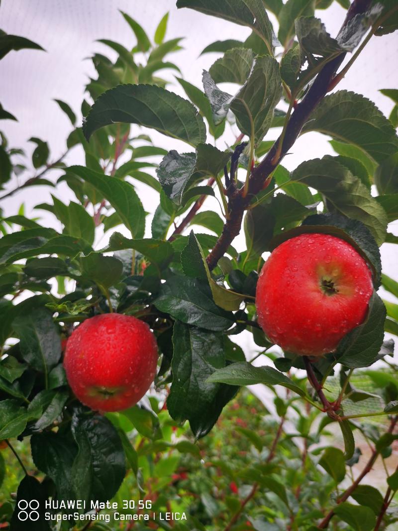 【推荐】烟富10号苹果苗众成一号苹果苗矮化苹果苗