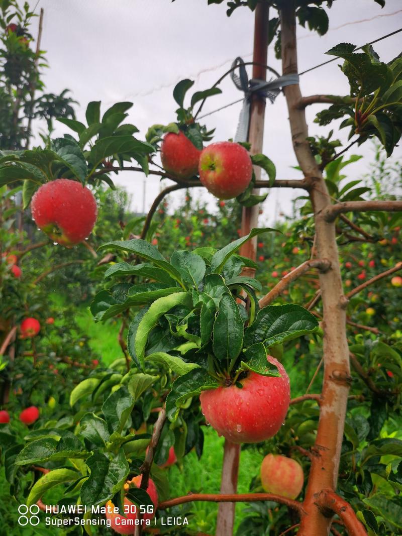 【推荐】烟富10号苹果苗众成一号苹果苗矮化苹果苗