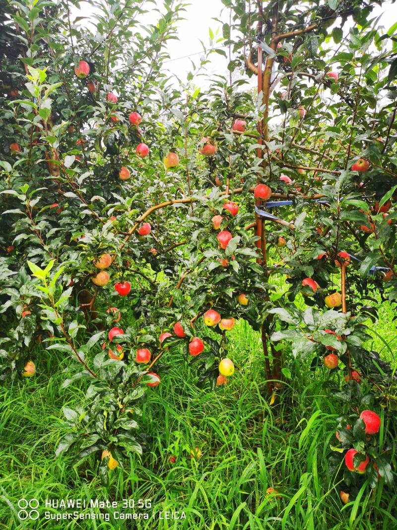 【推荐】烟富10号苹果苗众成一号苹果苗矮化苹果苗