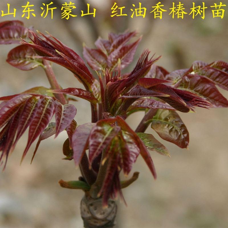 正宗红油香椿树苗四季南方北方种植庭院地栽盆栽香椿苗树当年