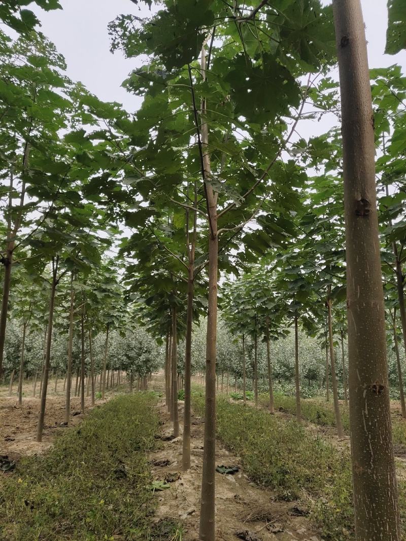 泡桐，紫花泡桐，山东泡桐基地冠县景盛园林-蒙特卡罗世界赌城官方网站-百度百科