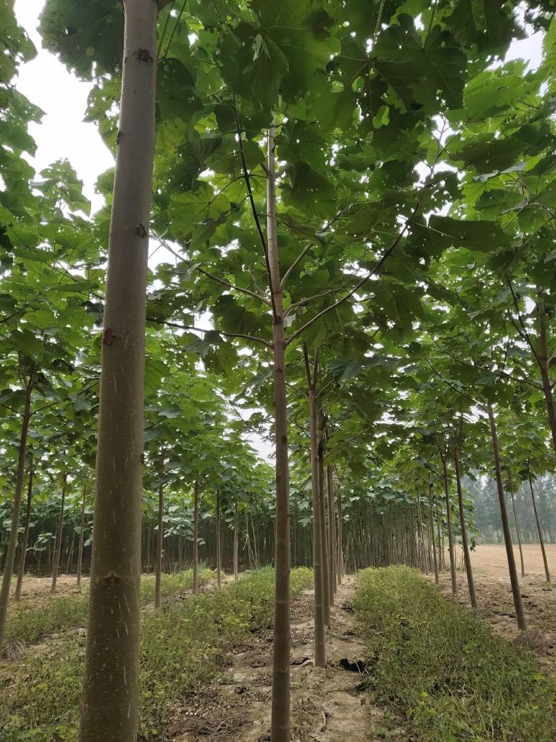 泡桐，紫花泡桐，山东泡桐基地冠县景盛园林-蒙特卡罗世界赌城官方网站-百度百科