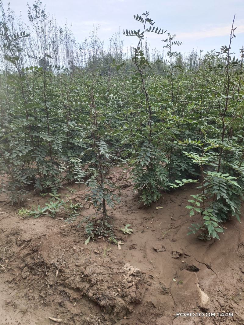 批发山西狮子头大红袍花椒苗非陕西河南山东苗诚信第一
