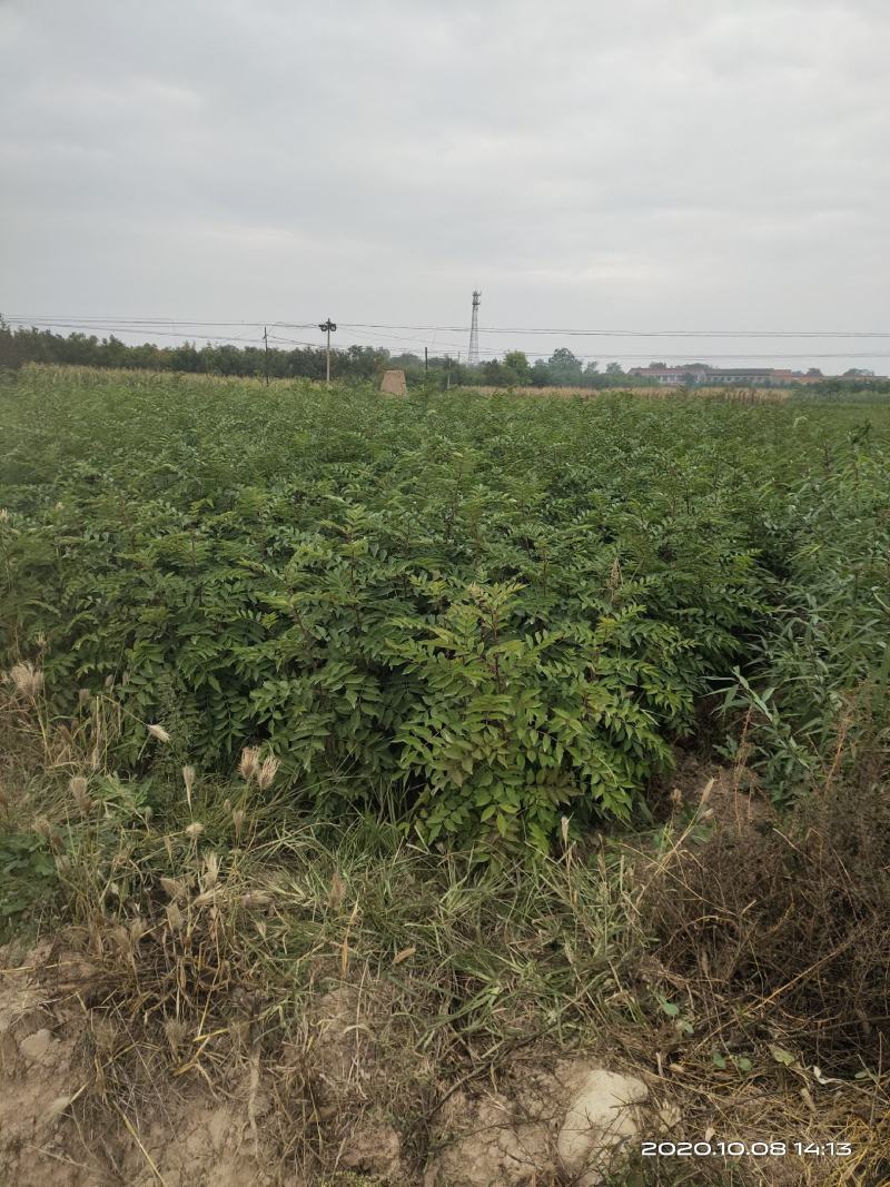 批发山西狮子头大红袍花椒苗非陕西河南山东苗诚信第一
