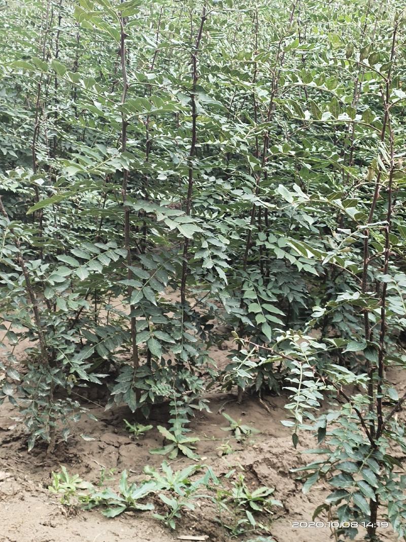 批发山西狮子头大红袍花椒苗非陕西河南山东苗诚信第一