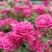 家庭养植花开四季开花阳台可种植