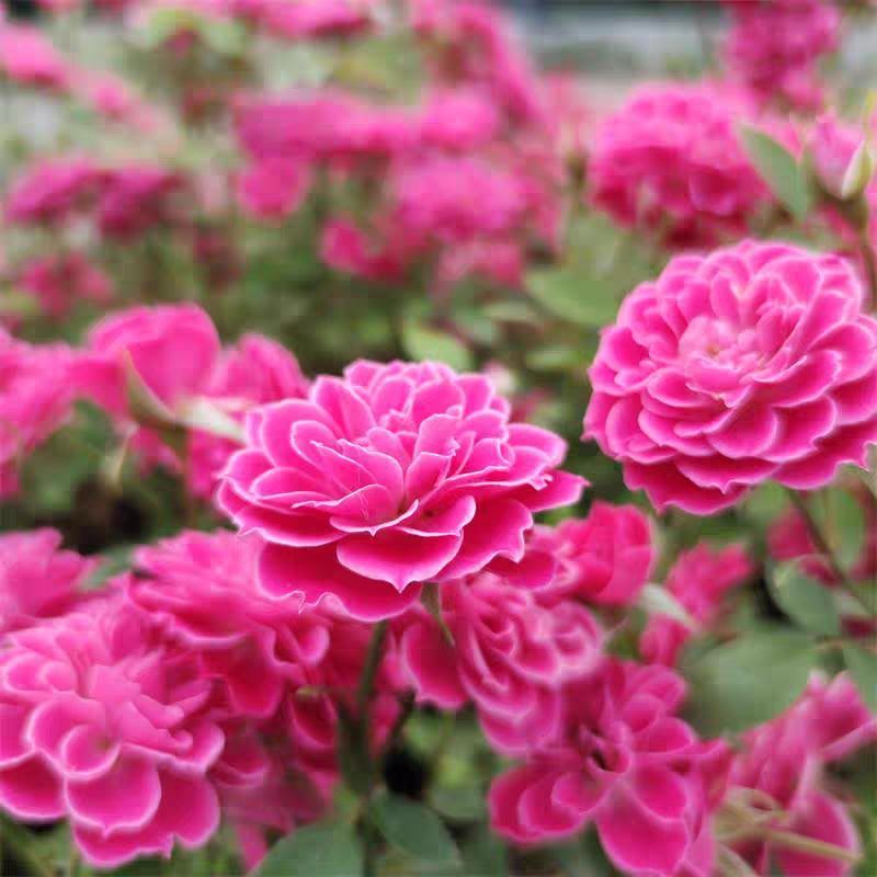 家庭养植花开四季开花阳台可种植