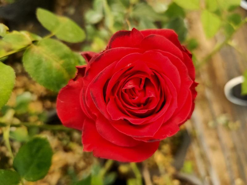 家庭养植花开四季开花阳台可种植