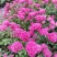 家庭养植花开四季开花阳台可种植