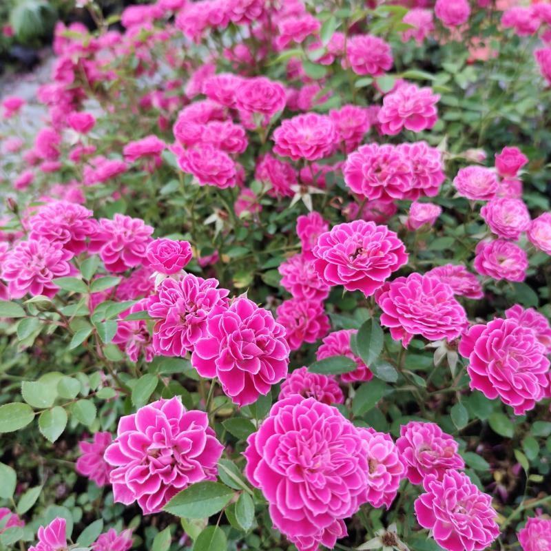 家庭养植花开四季开花阳台可种植