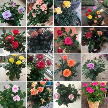 家庭养植花开四季开花阳台可种植