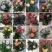 家庭养植花开四季开花阳台可种植