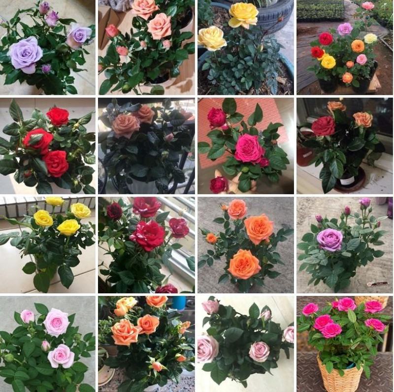 家庭养植花开四季开花阳台可种植