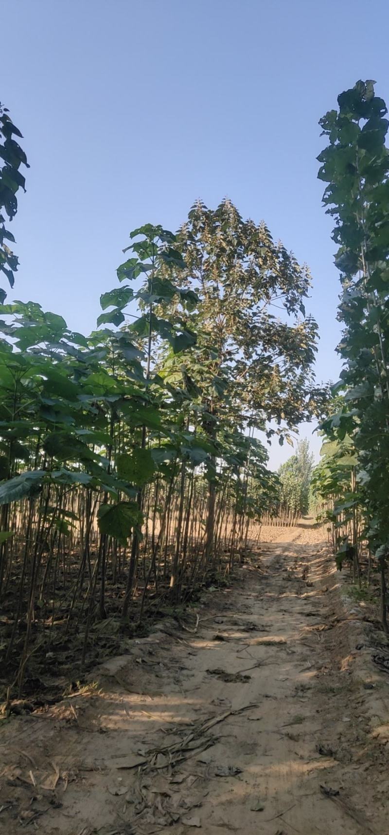 泡桐，紫花泡桐，冠县双赢苗木种植专业合作社《景盛园林》