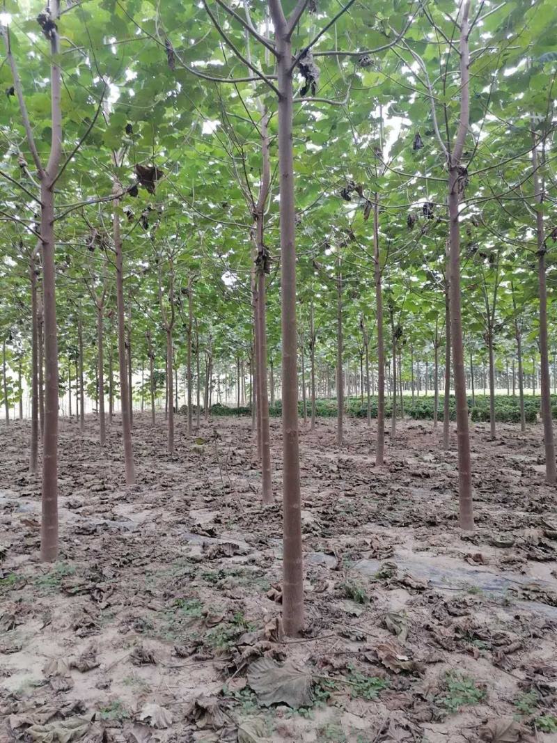 泡桐，紫花泡桐，冠县双赢苗木种植专业合作社《景盛园林》