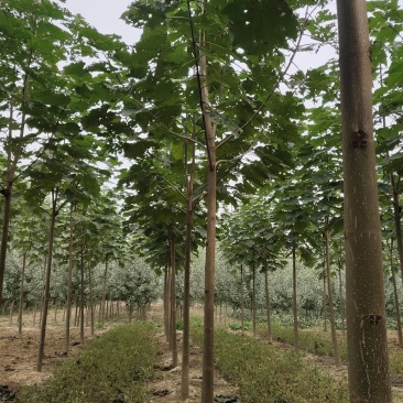 泡桐，紫花泡桐，冠县双赢苗木种植专业合作社《景盛园林》