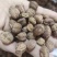 【文斌药业】砂仁国产砂仁阳春砂仁地道药材