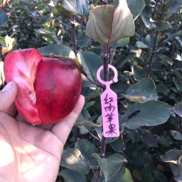 【推荐】红肉苹果苗红色之爱苹果苗红肉苹果苗根系发达