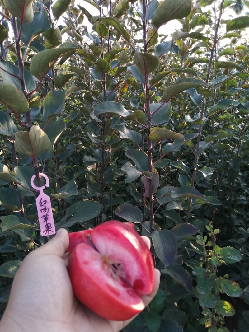 【推荐】红肉苹果苗红色之爱苹果苗红肉苹果苗根系发达