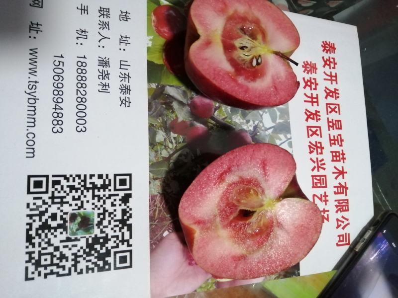 【推荐】红肉苹果苗红色之爱苹果苗红肉苹果苗根系发达